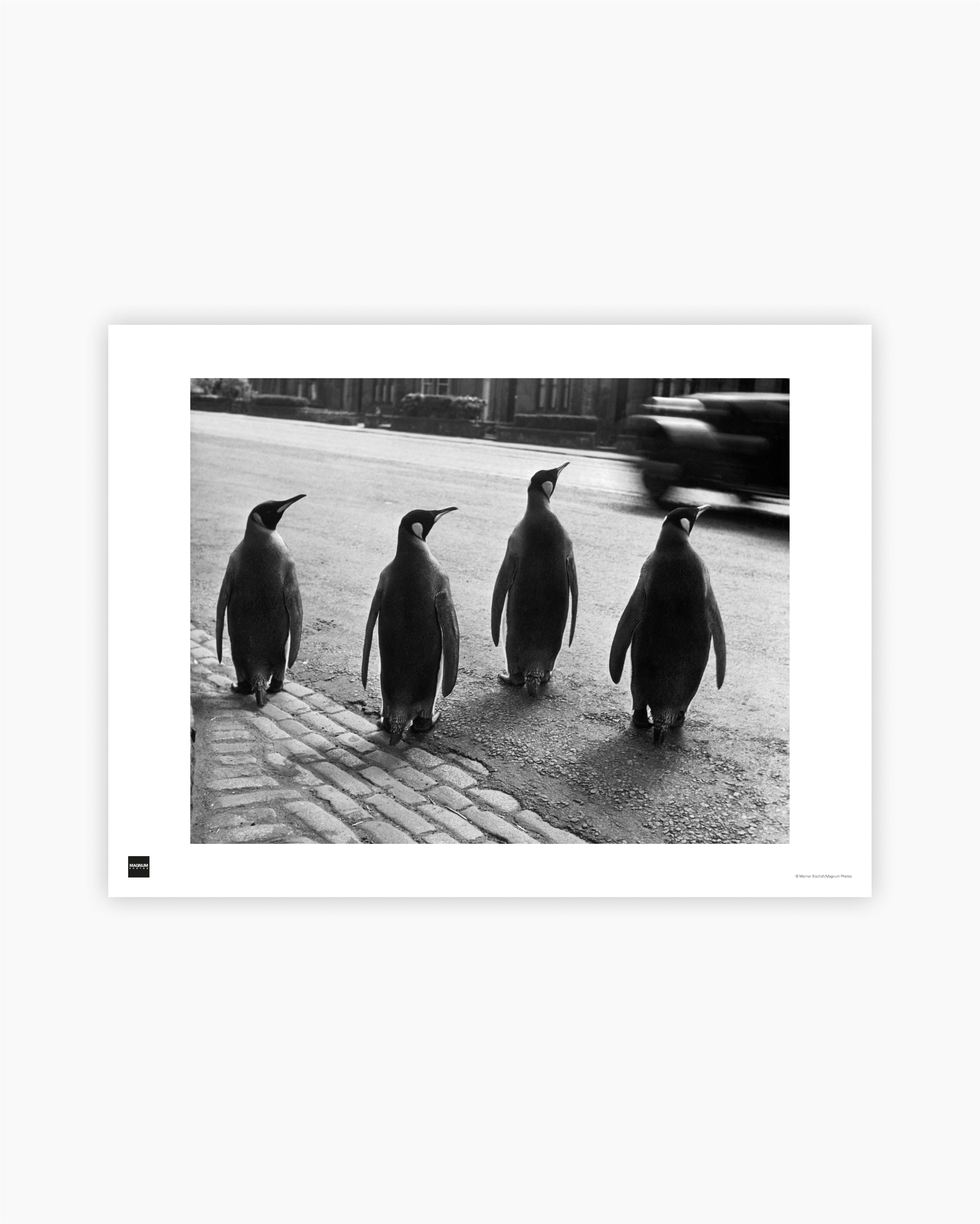 Magnum Poster: Penguins from the zoo taking their weekly walk in Edinburgh, Scotland, 1950