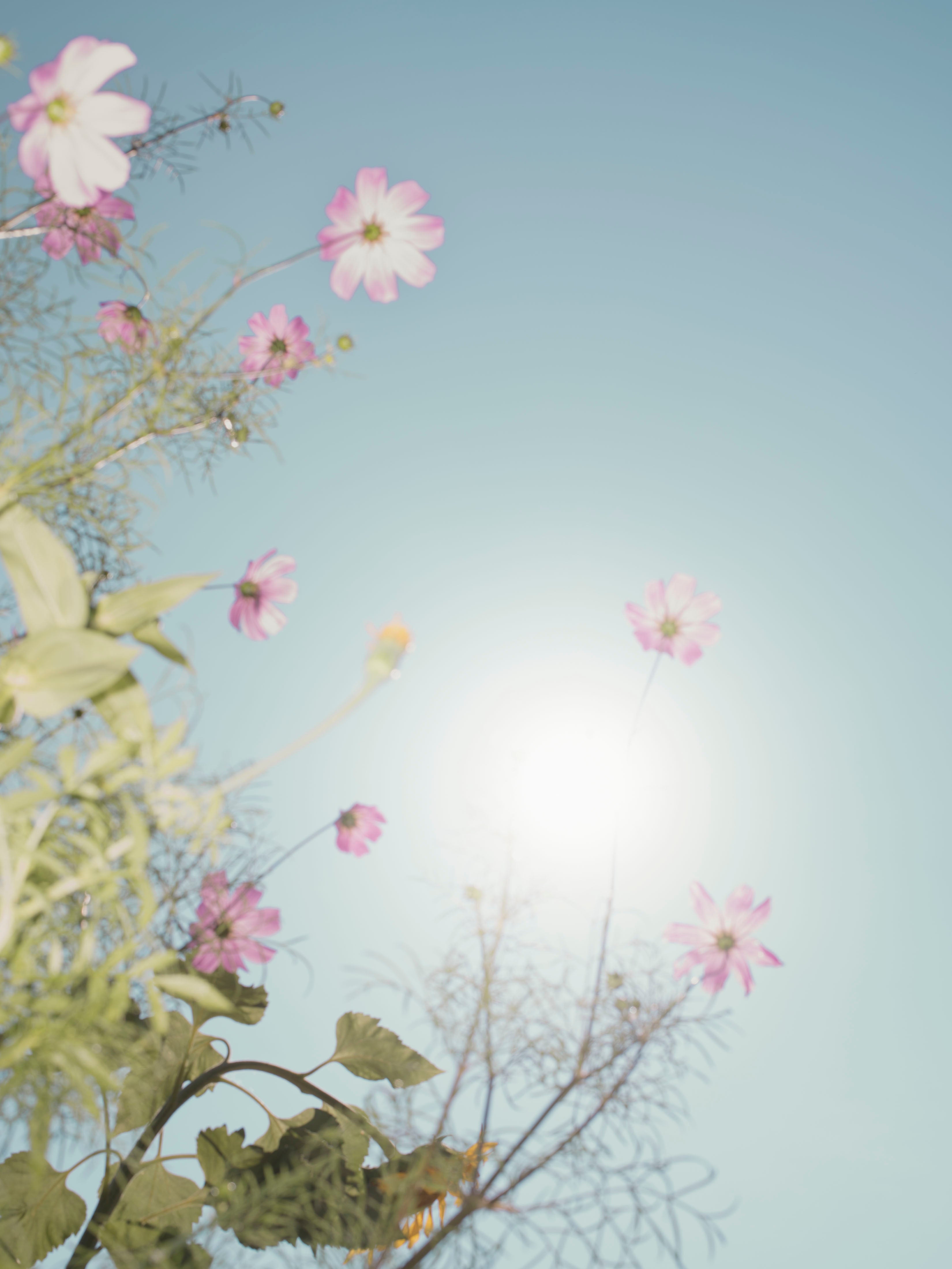 Spring Subscriber Sale