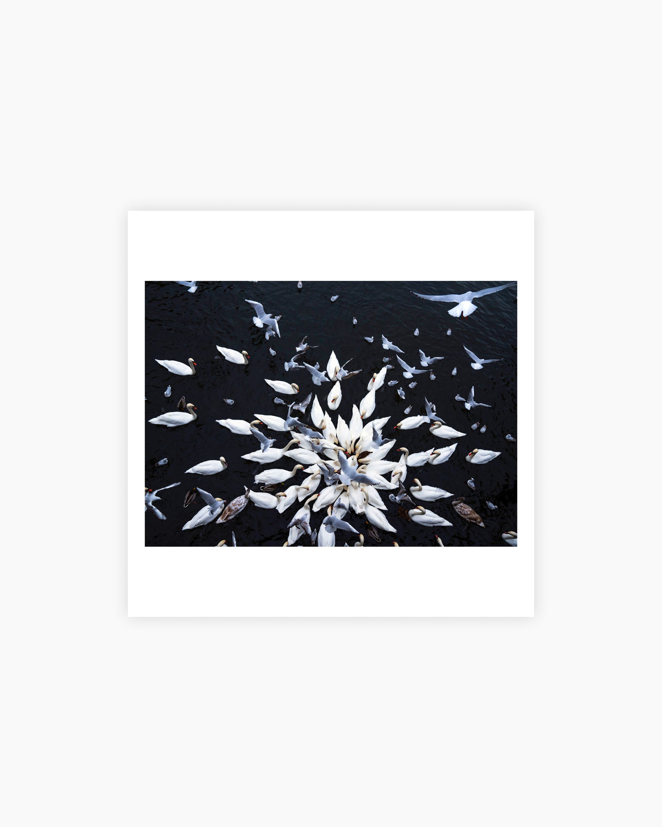 Magnum Square Print: Jonas Bendiksen