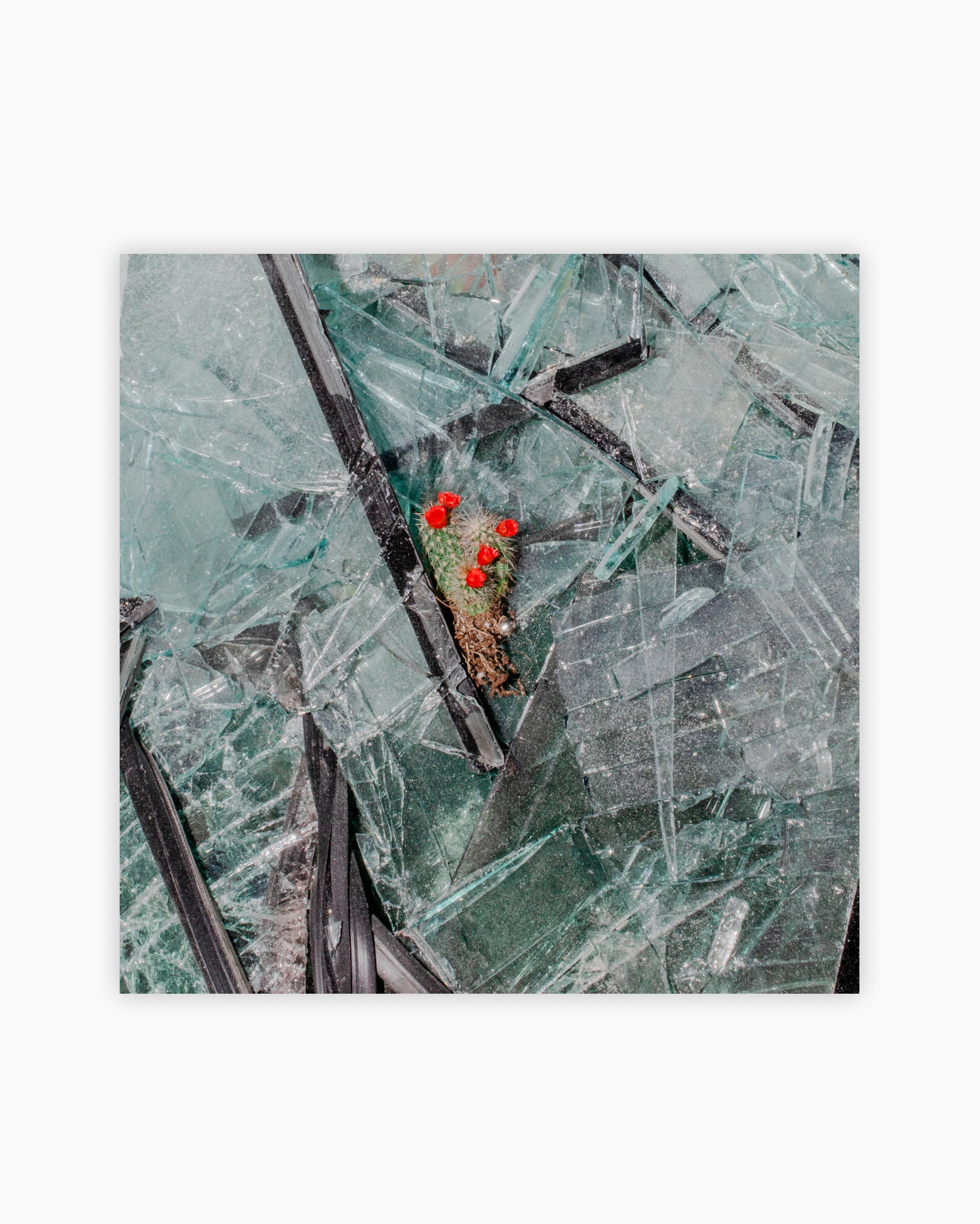 A cactus in broken glass after the explosion. Beirut, Lebanon, 2020