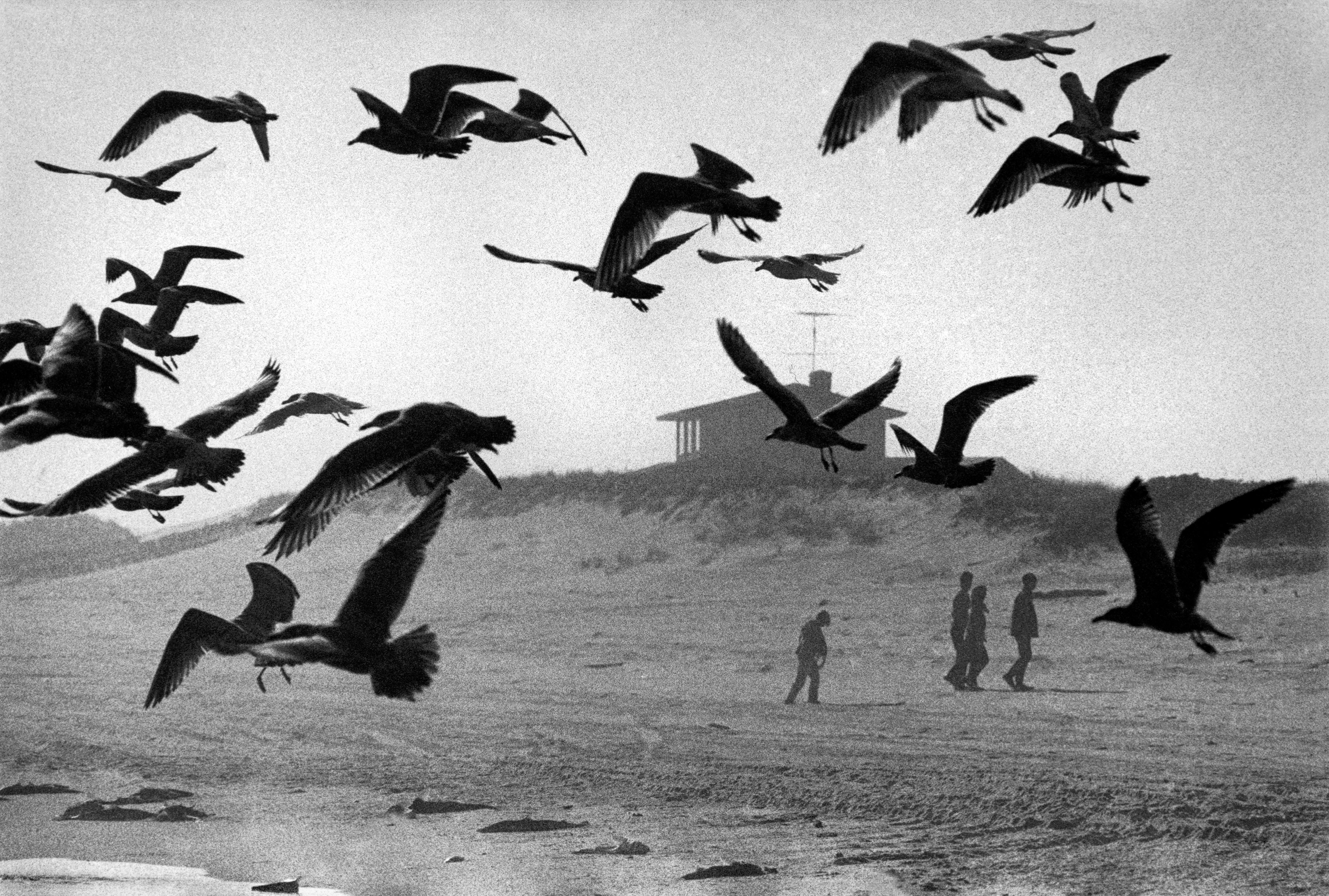 Fine Print: Amagansett, Long Island, New York, USA, 1966
