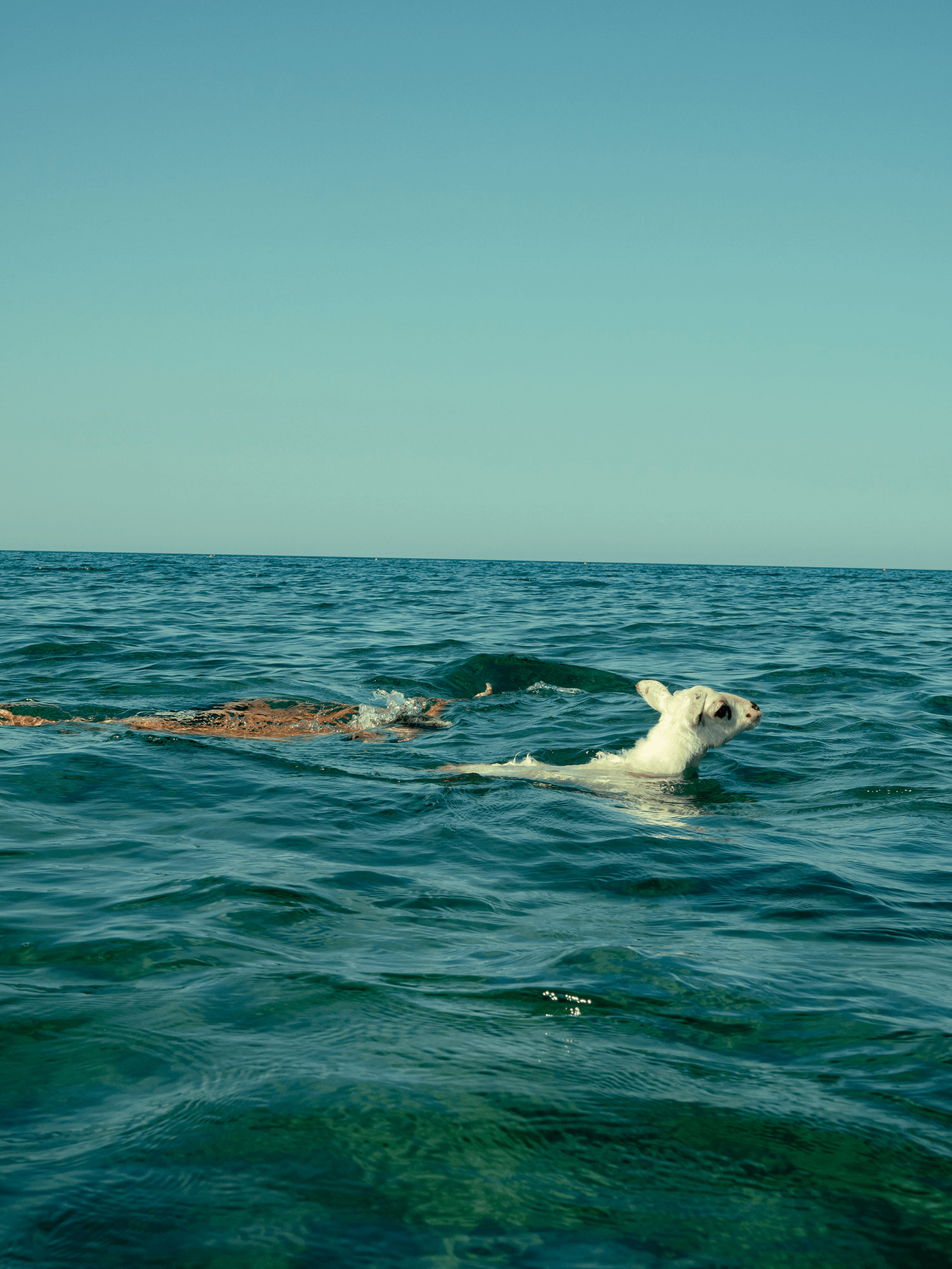 Magnum Square Print: Enri Canaj