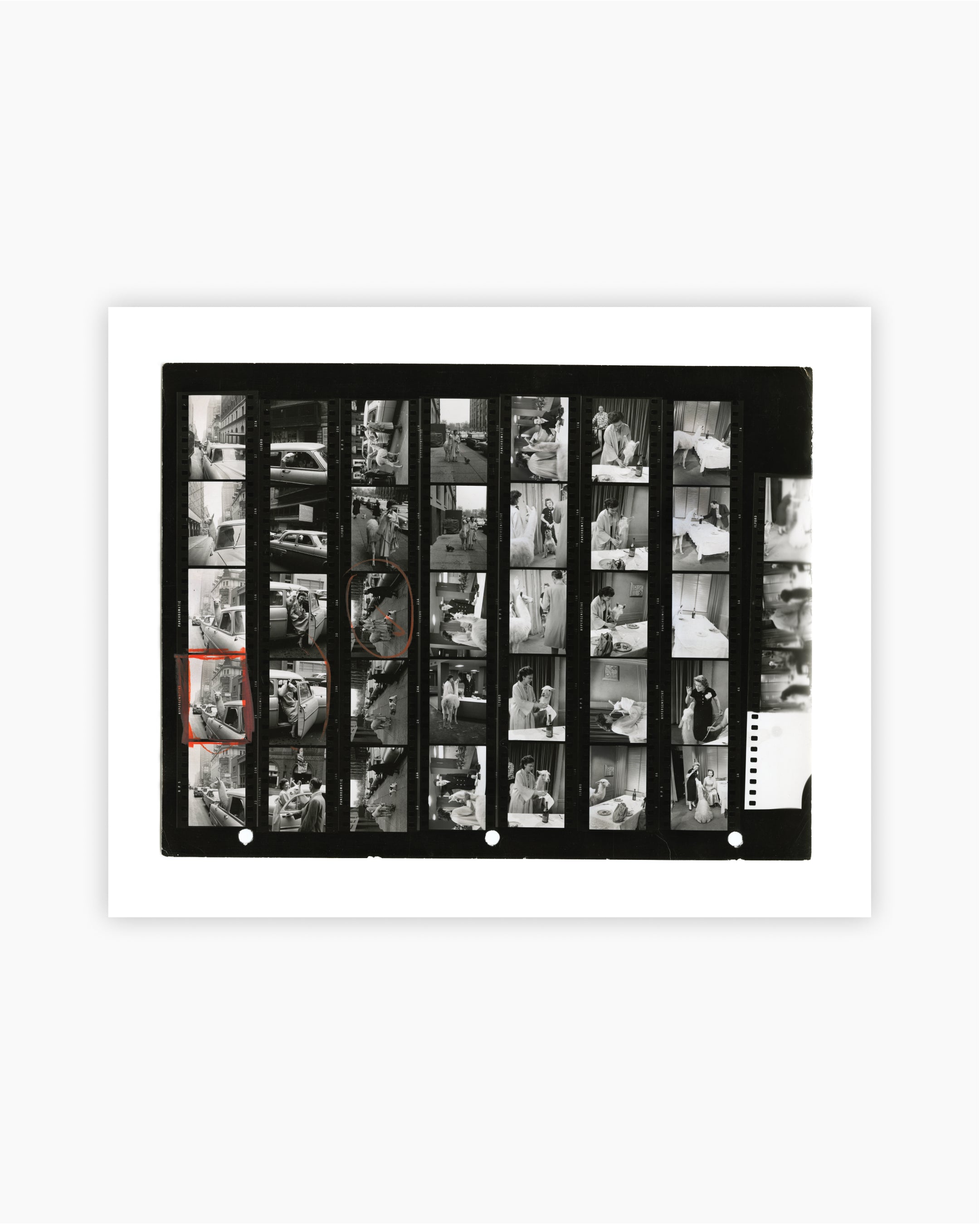 Contact Sheet Print: A Llama in Times Square, 1957