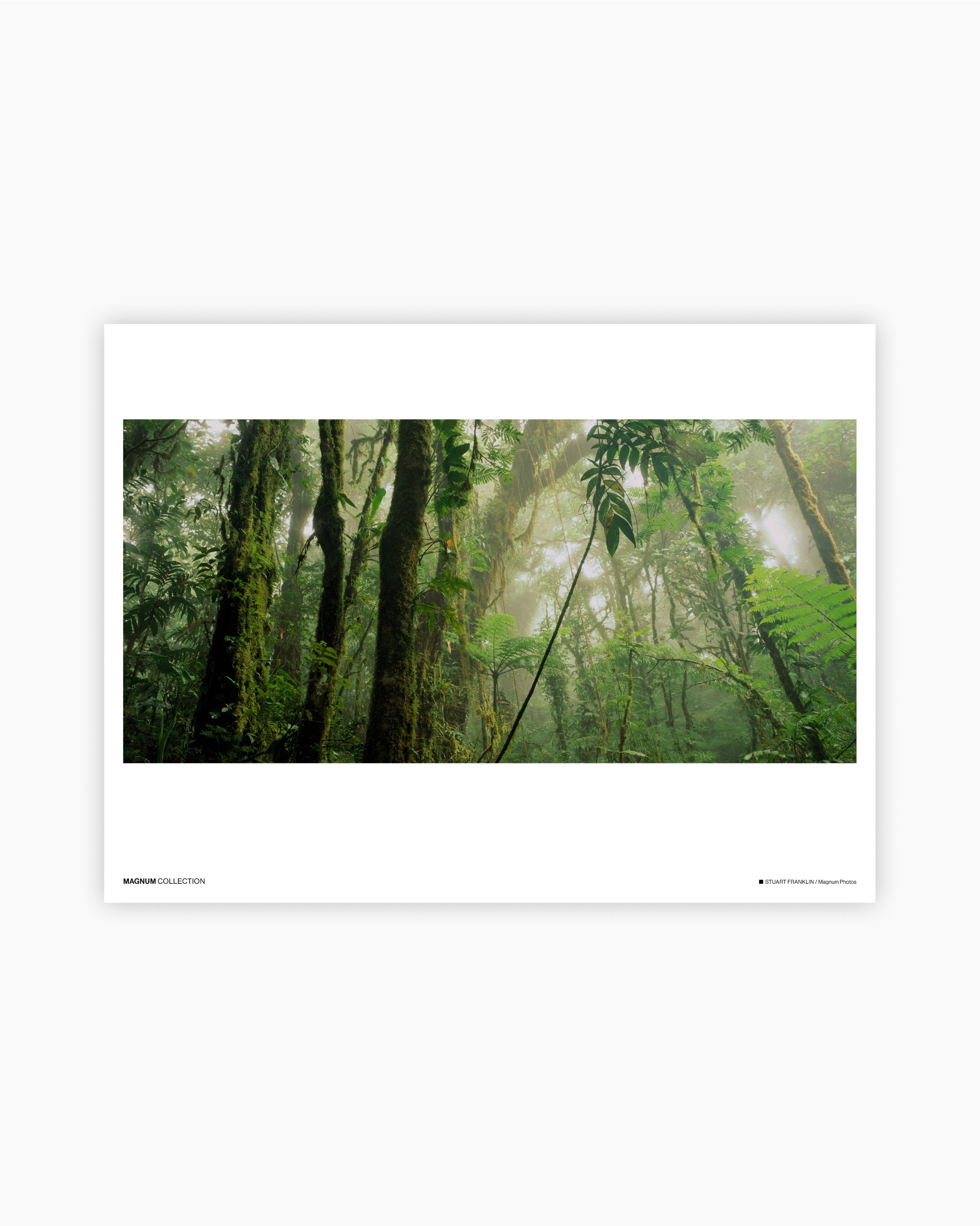 Magnum Poster: Monteverde Cloud Forest Preserve, Northern Costa Rica, 2000