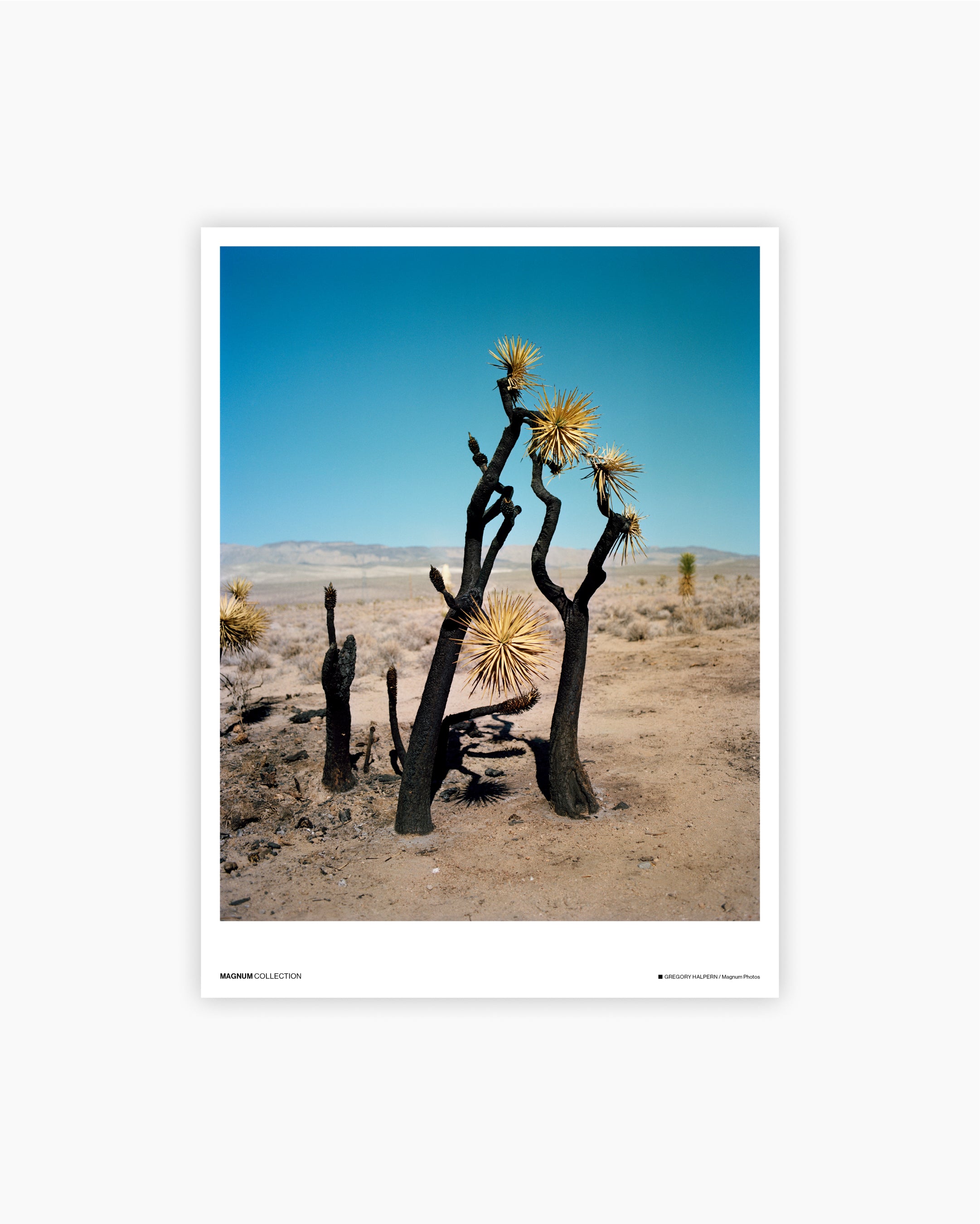 Magnum Poster: Los Angeles, USA 2008-2015