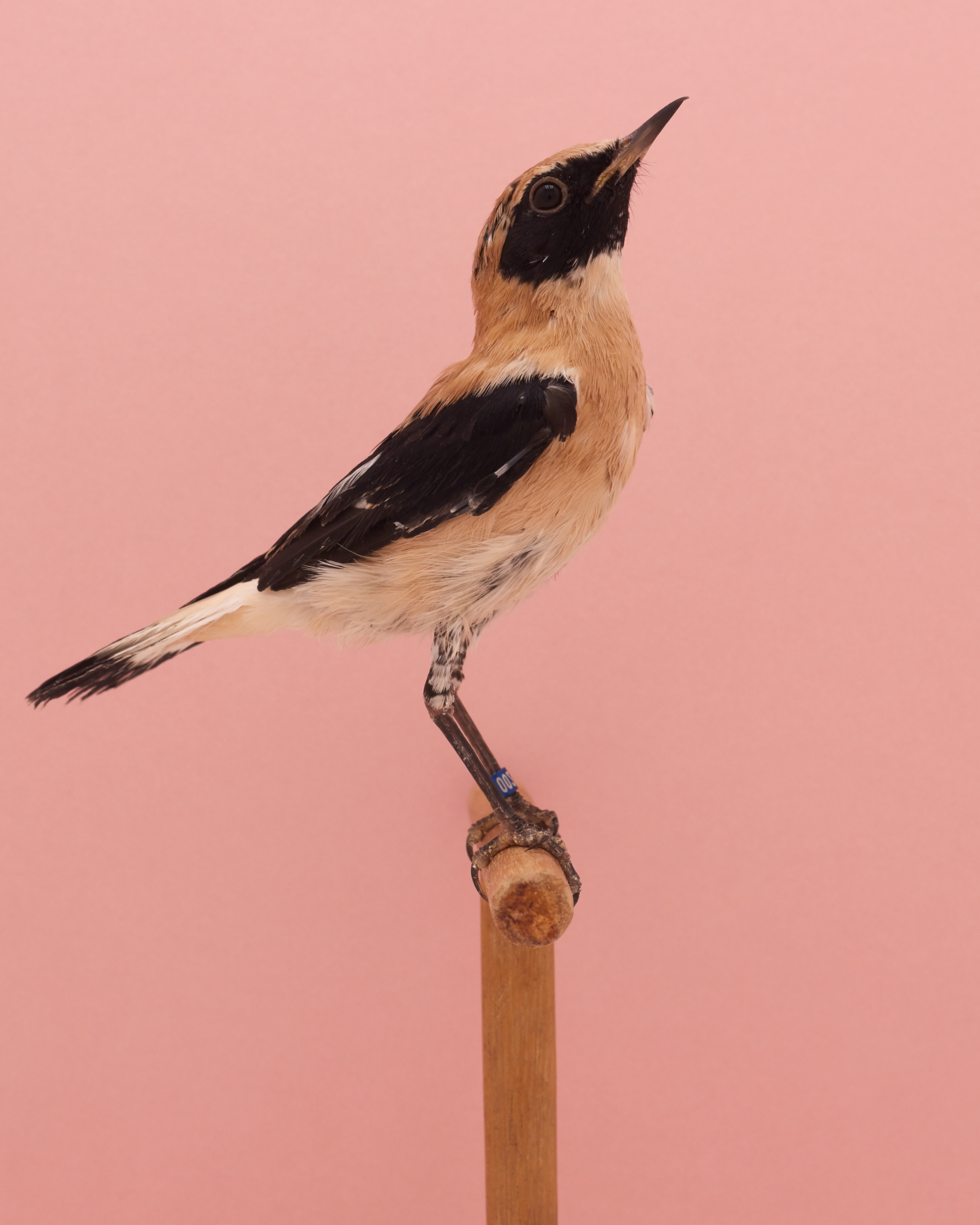 Magnum Square Print: Luke Stephenson