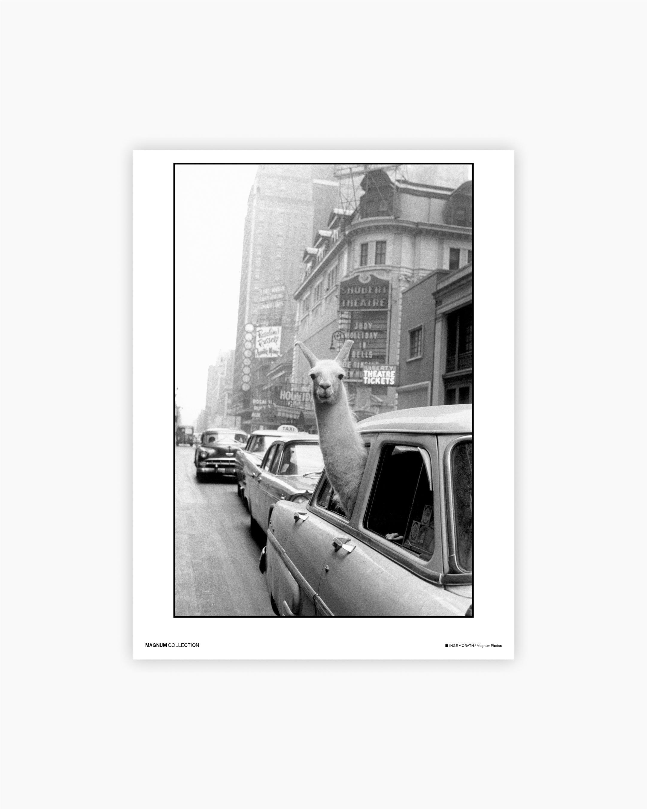 Magnum Poster: A llama in Times Square, New York, 1957