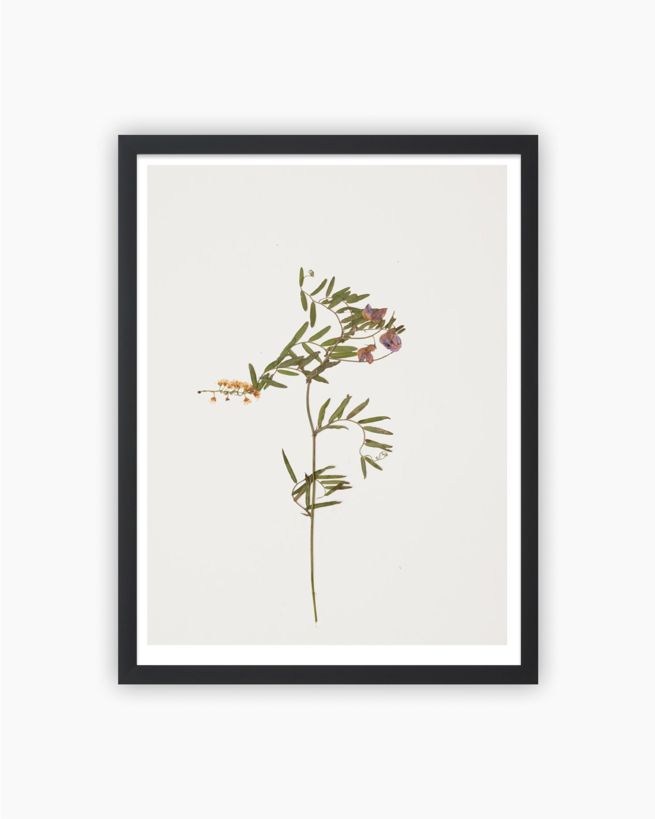 Magnum Editions Poster: Pressed sample of flora growing on Otay Mountain, California. 2019.