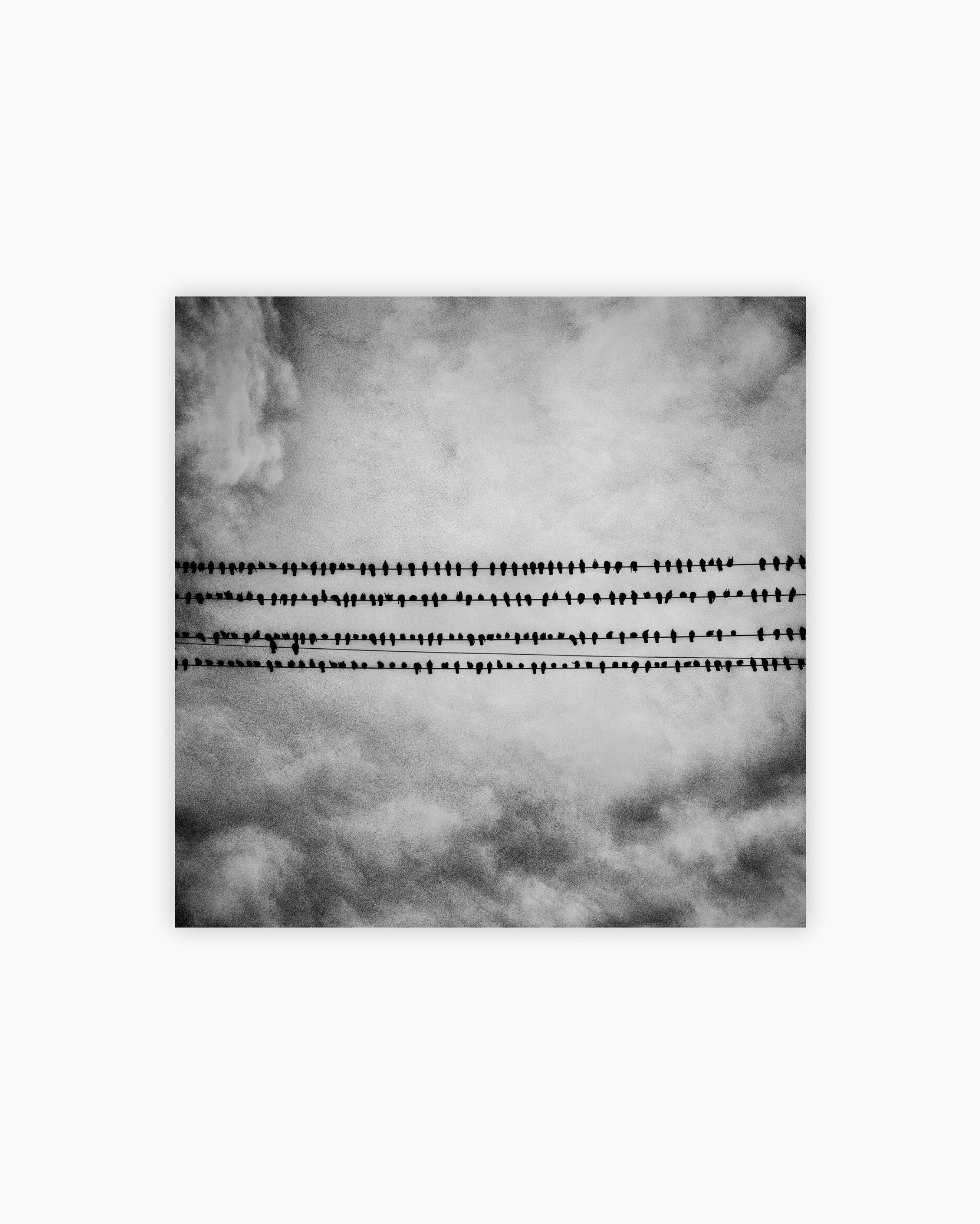 Fine Print: Birds. Tulare, California, 2014