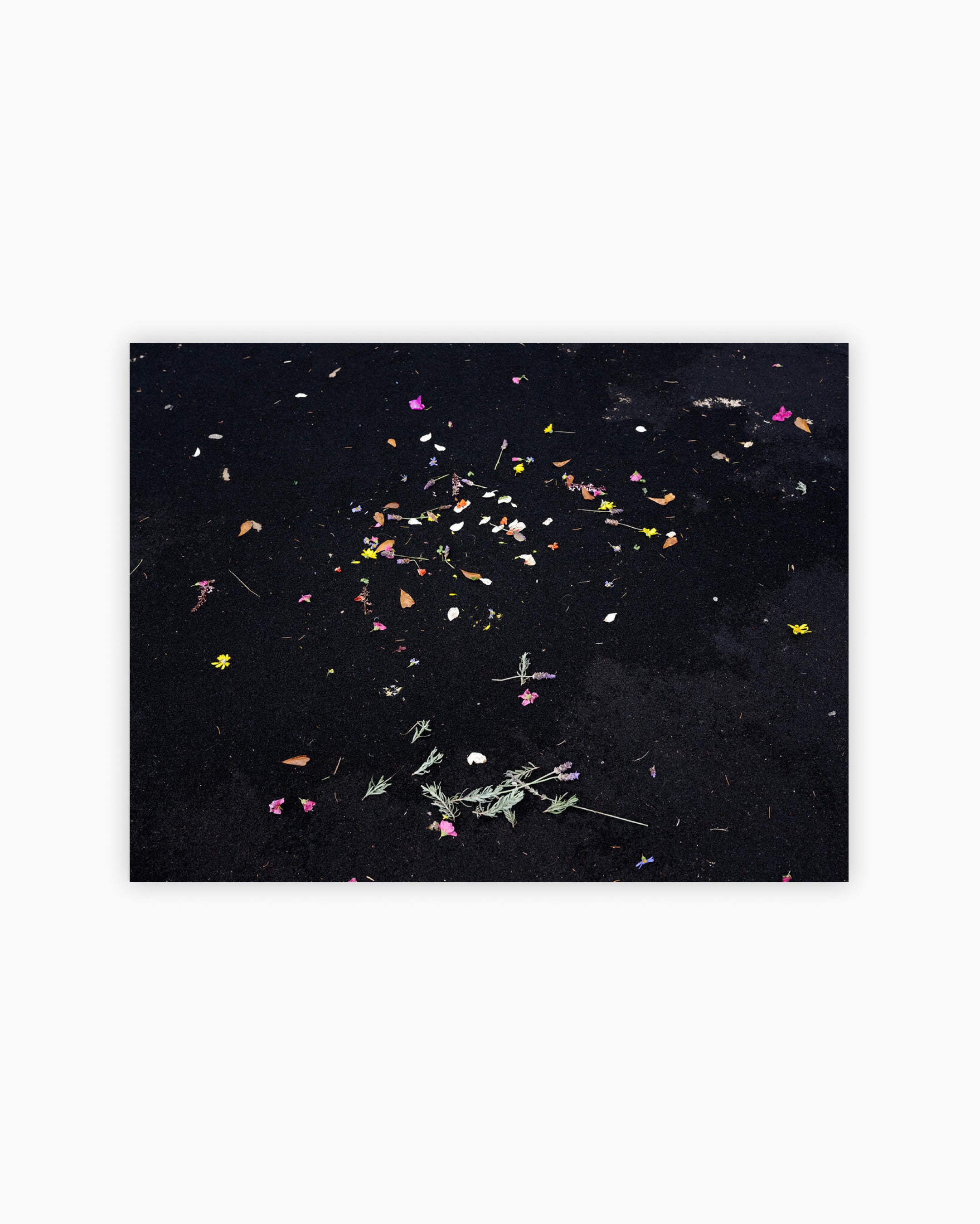 Fine Print: Scattered flowers. Johannesburg, South Africa, 2020