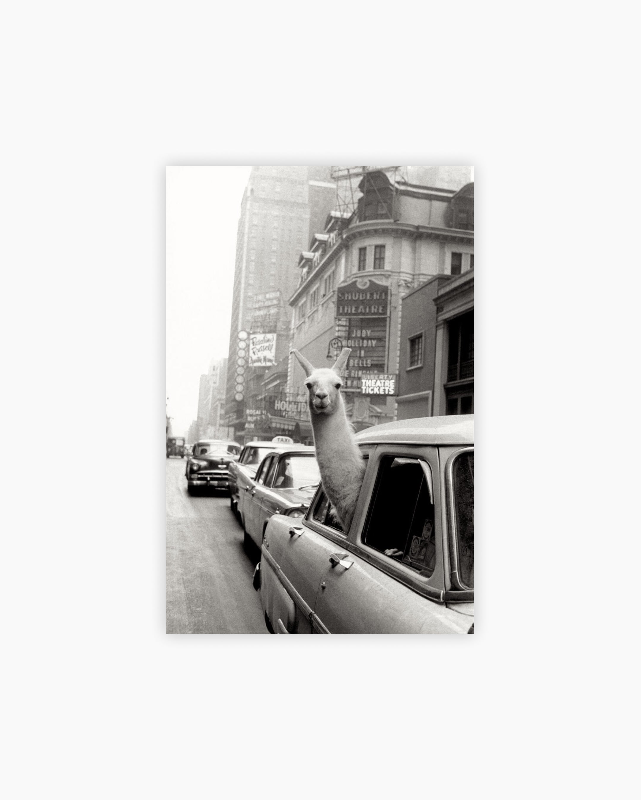 Fine Print: A Llama in Times Square. New York City, 1957
