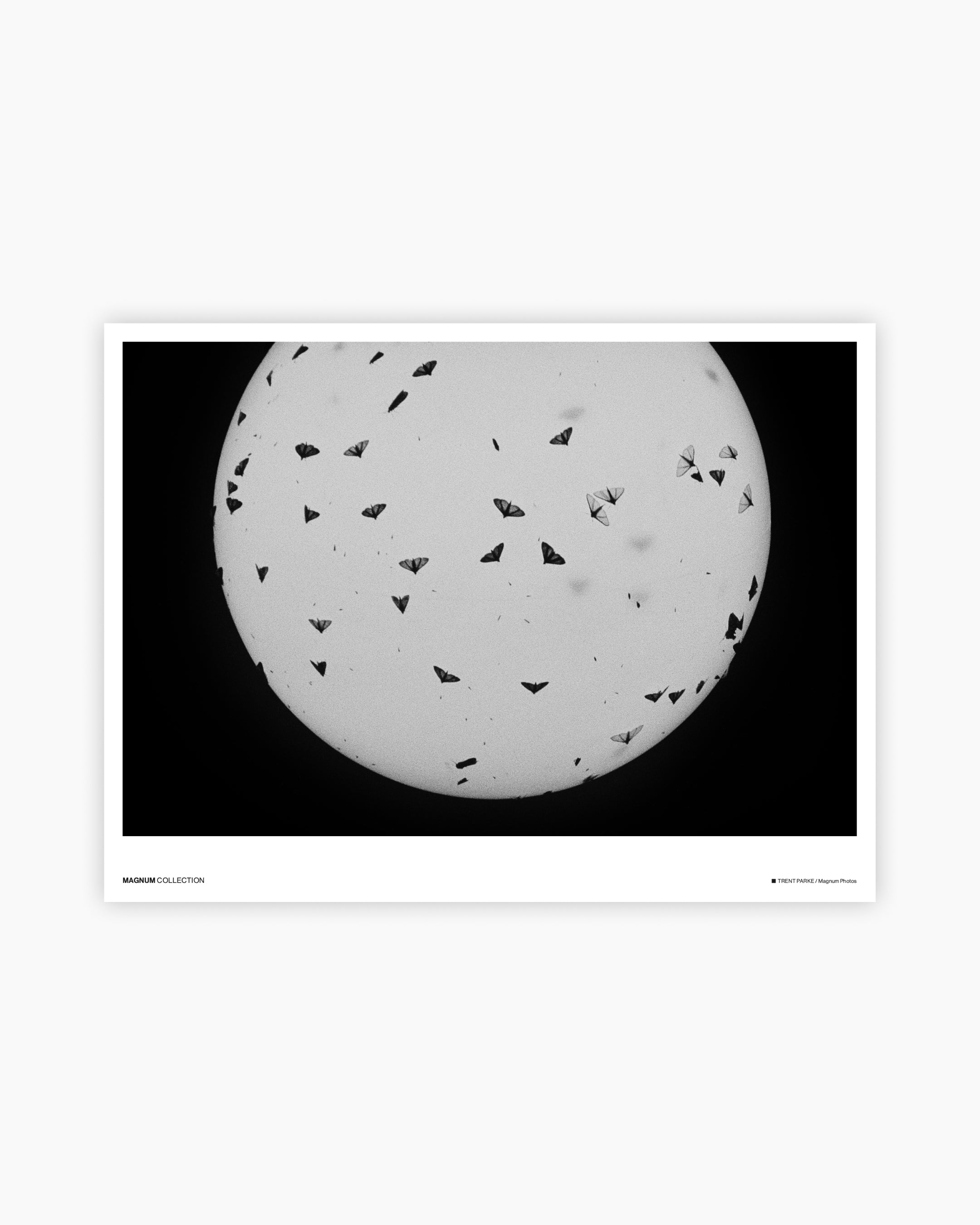 Magnum Poster: Coolum, Queensland, Australia, 2003