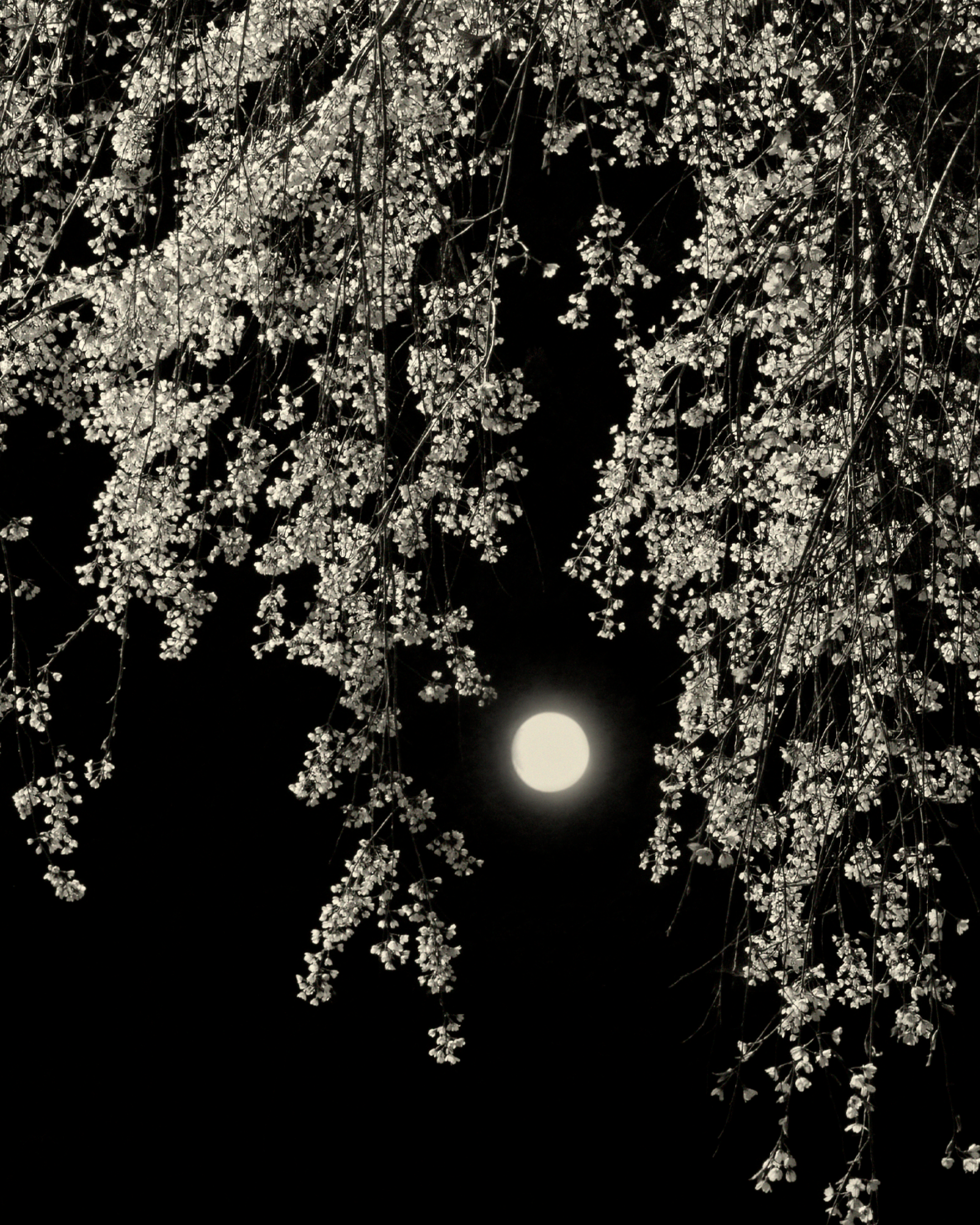 Magnum Square Print: Paul Cupido