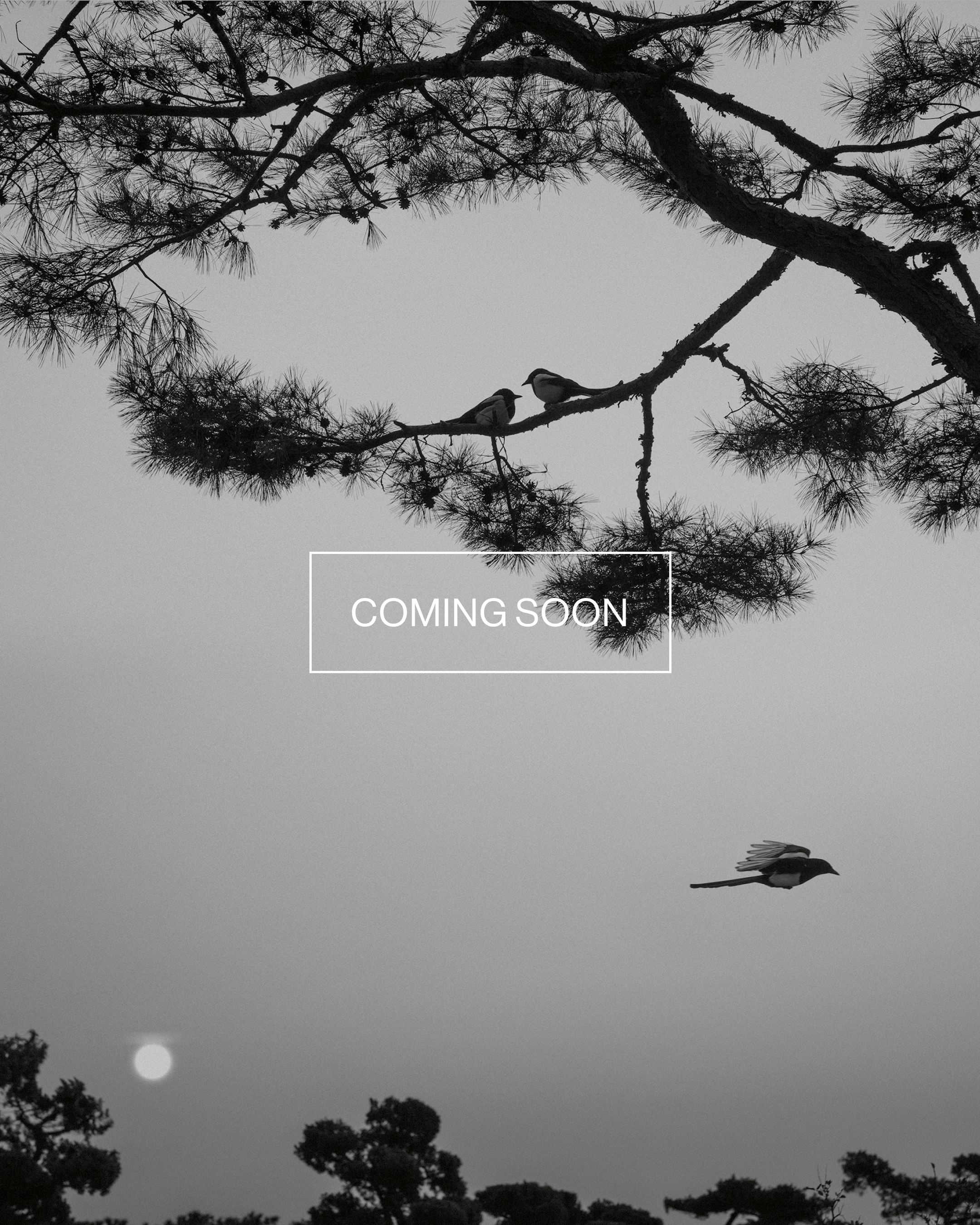 Magnum Square Print: Pentti Sammallahti