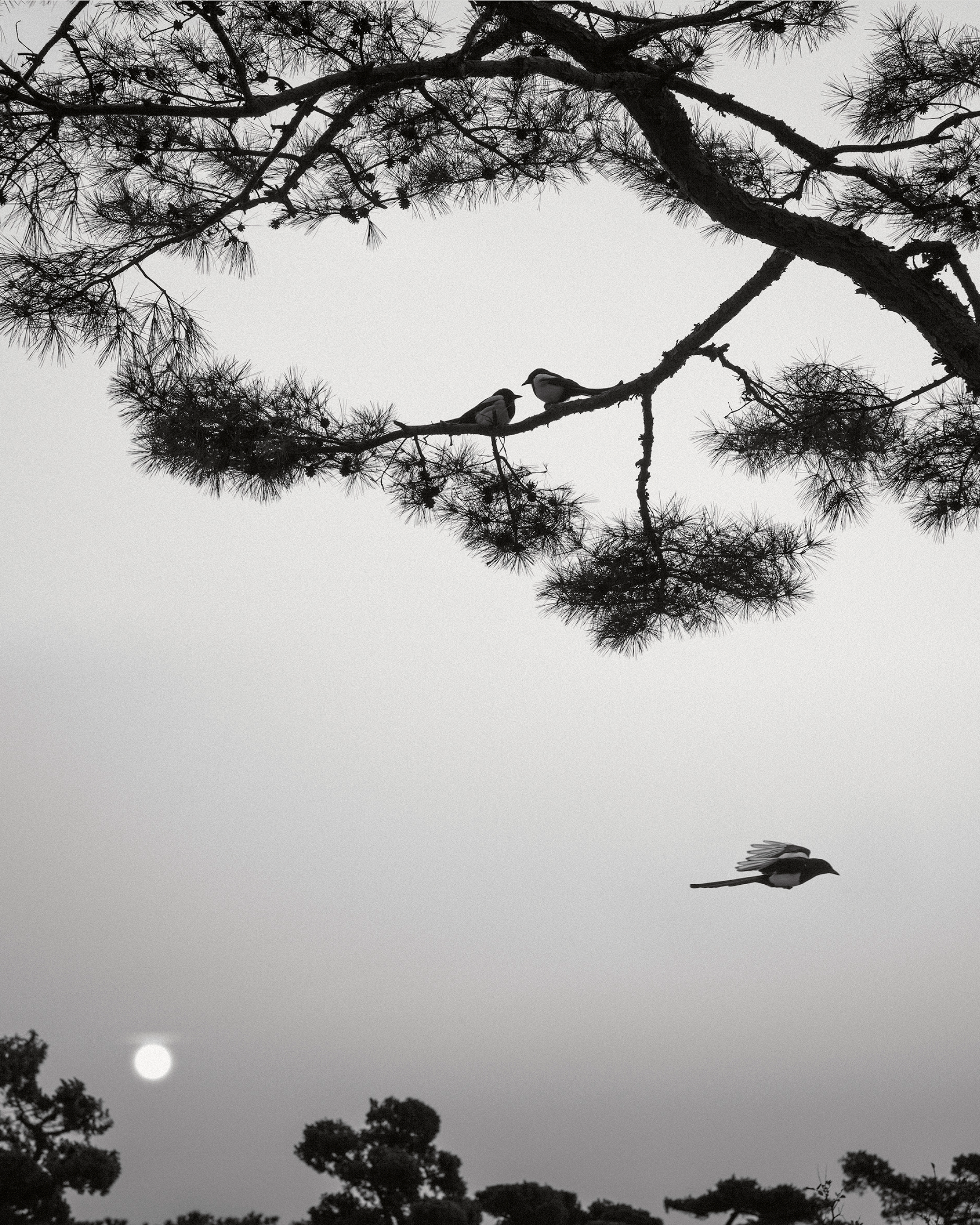 Magnum Square Print: Pentti Sammallahti