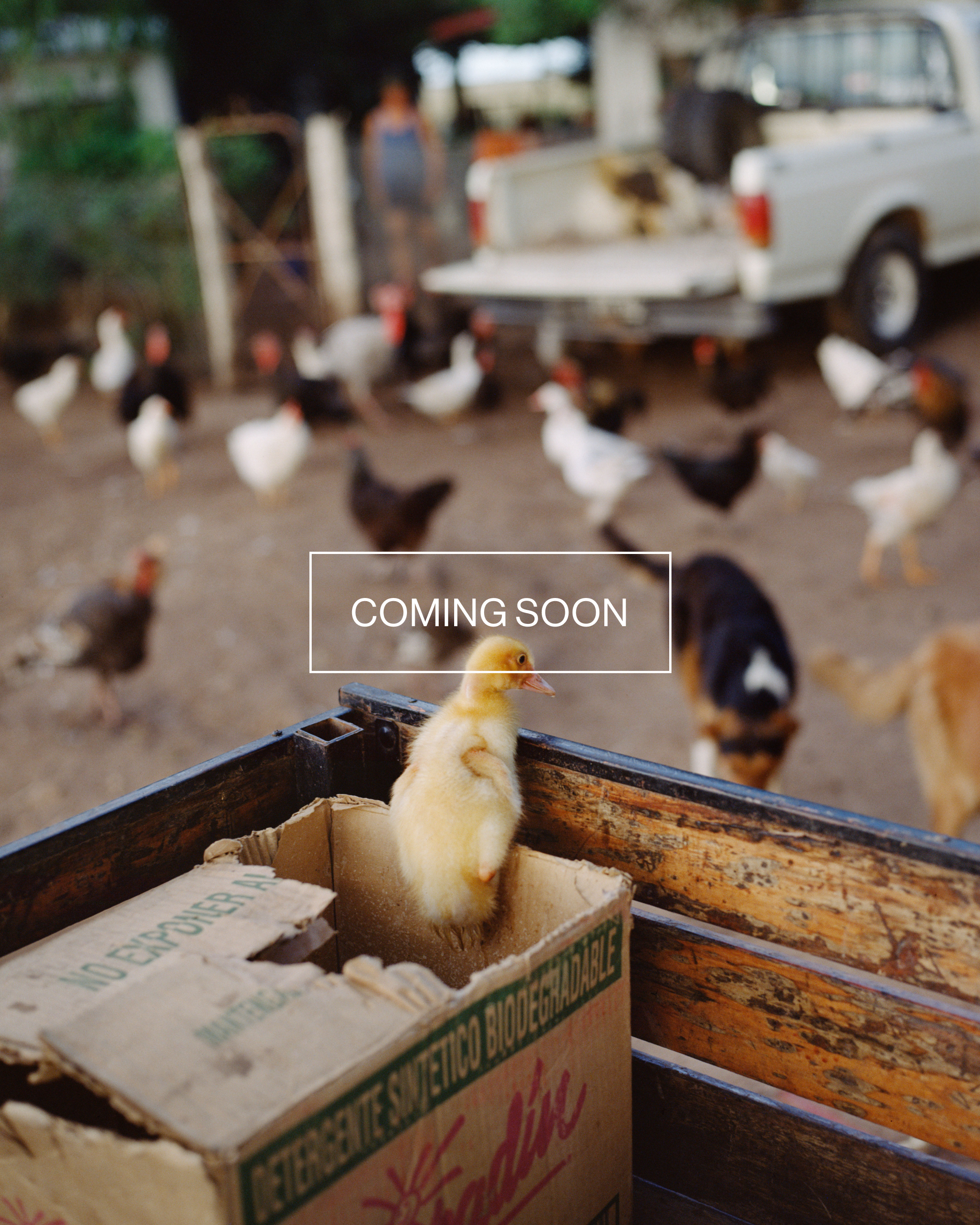 Magnum Square Print: Alessandra Sanguinetti