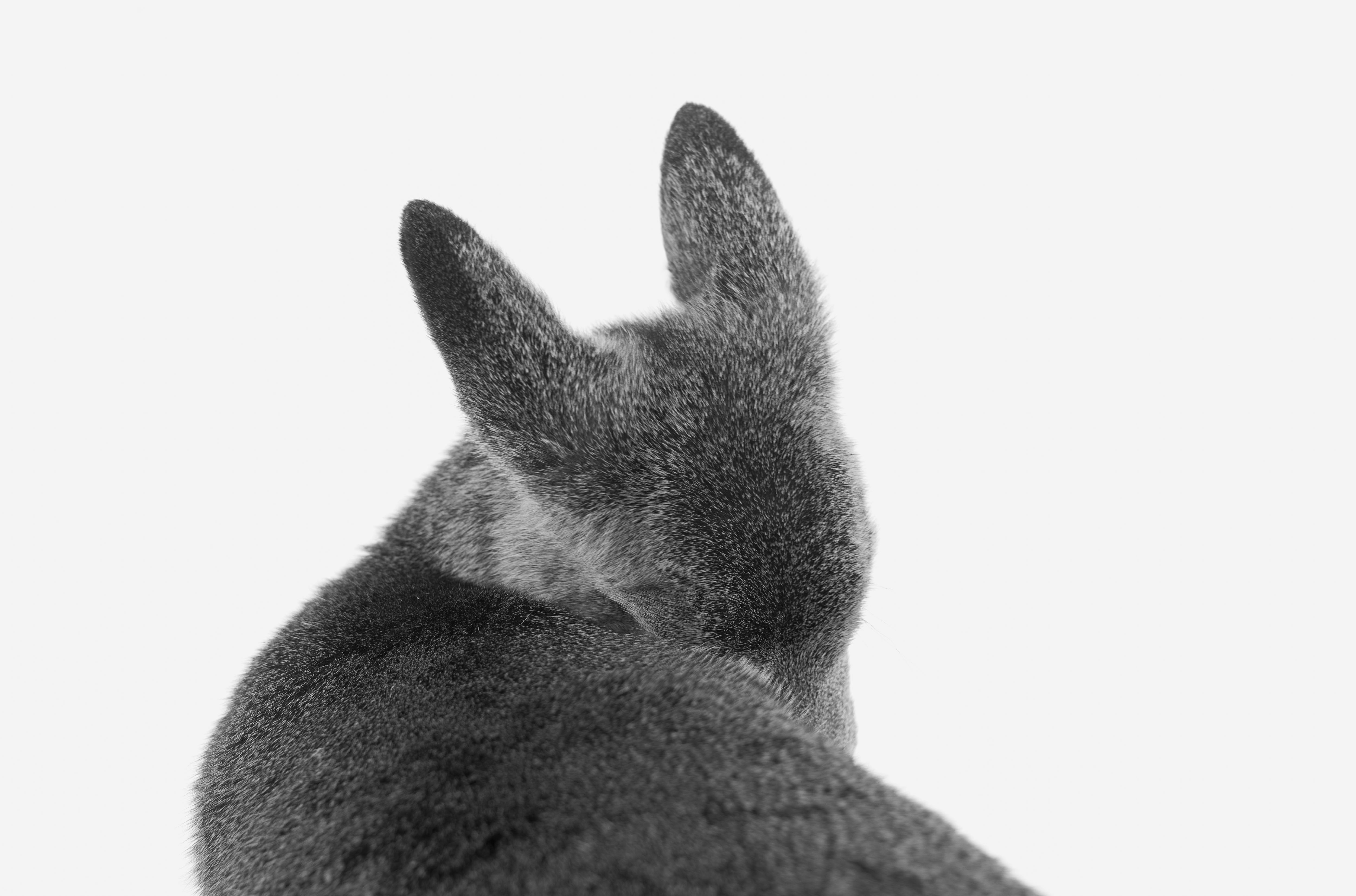 Fawn. Hayward, WI, USA, 2022