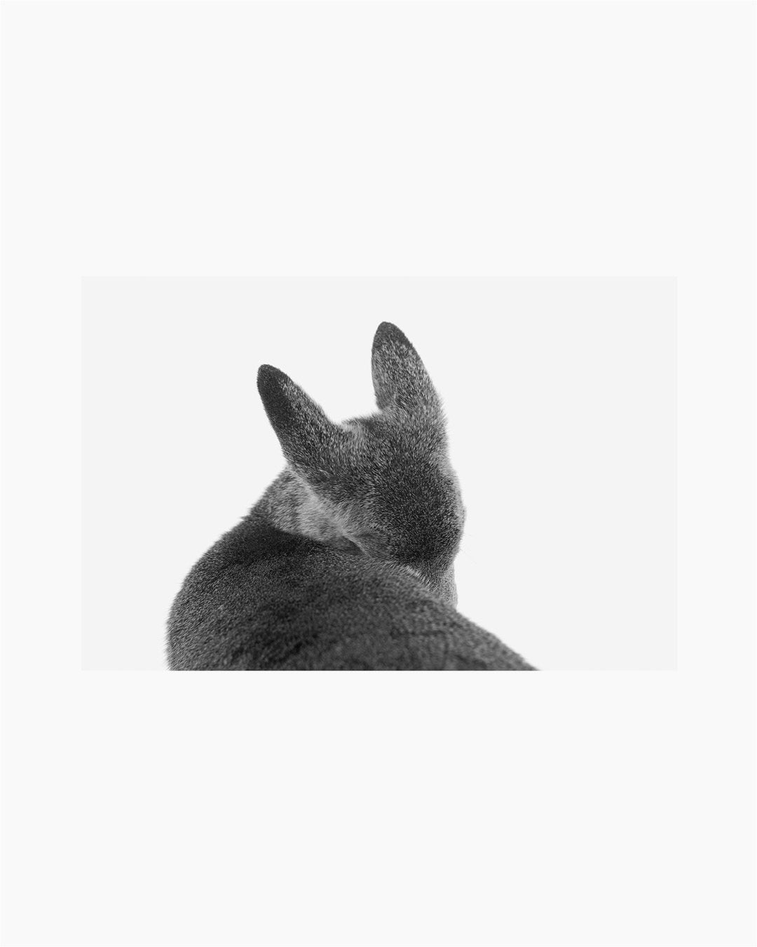 Fawn. Hayward, WI, USA, 2022