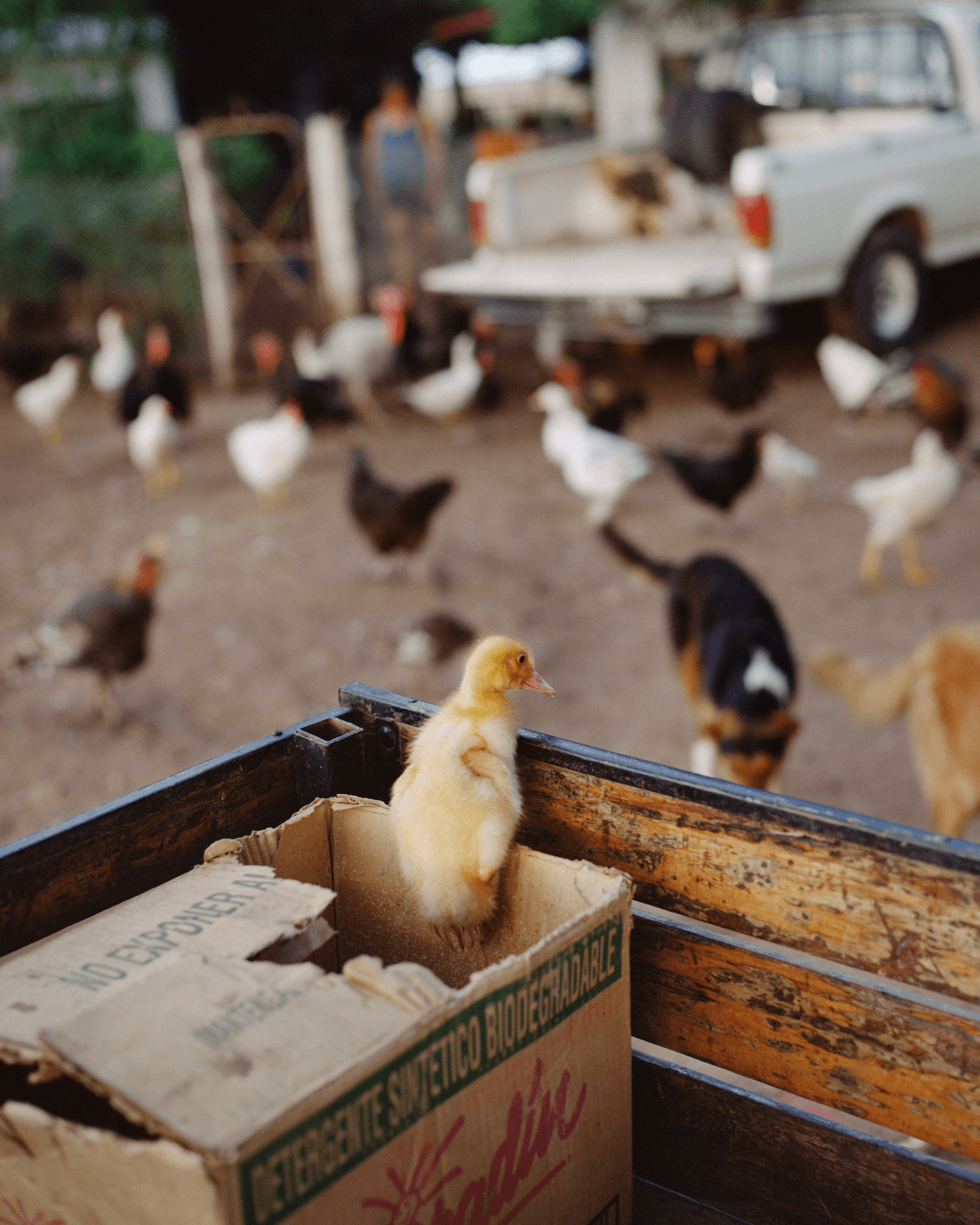 Magnum Square Print: Alessandra Sanguinetti