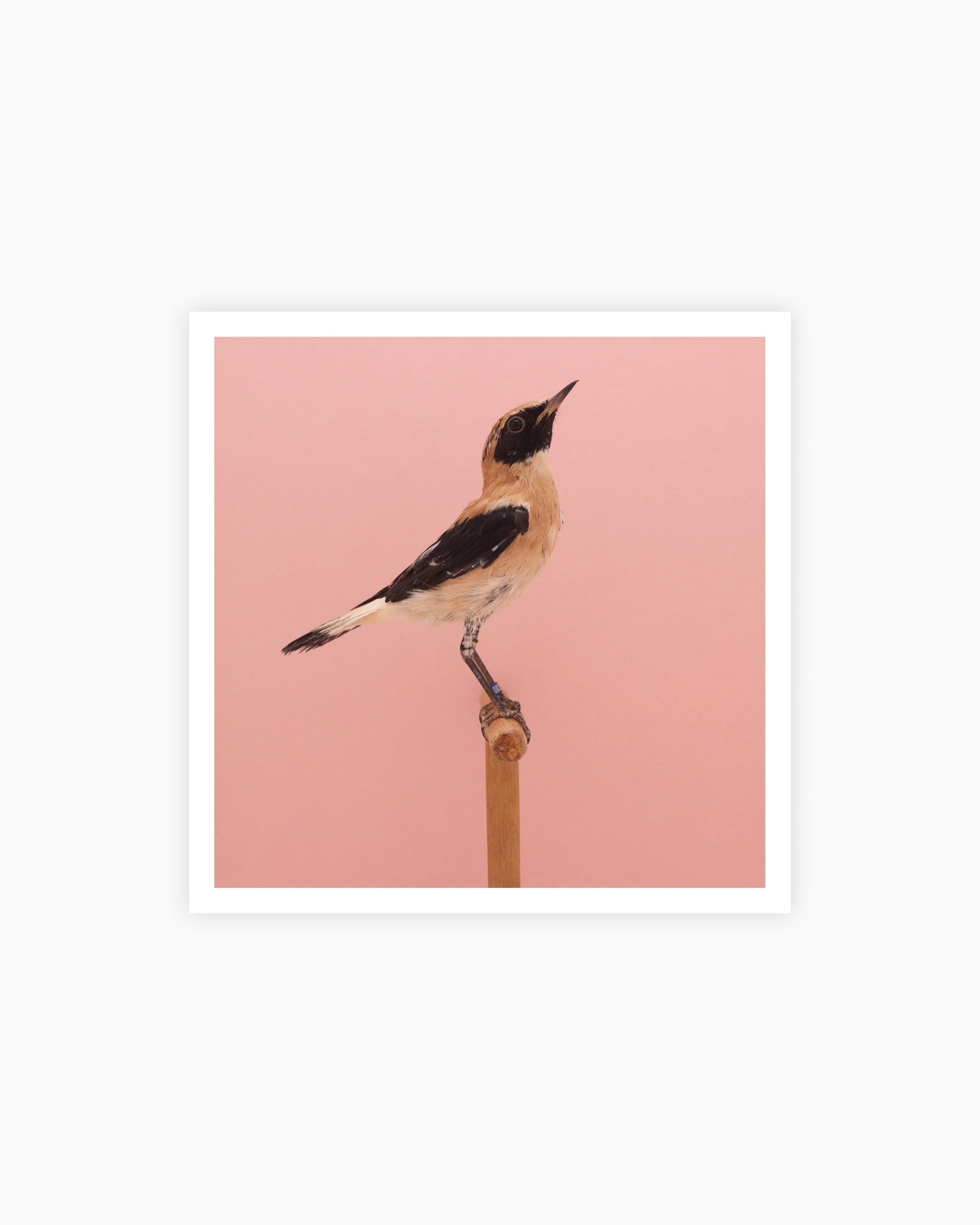 Magnum Square Print: Luke Stephenson