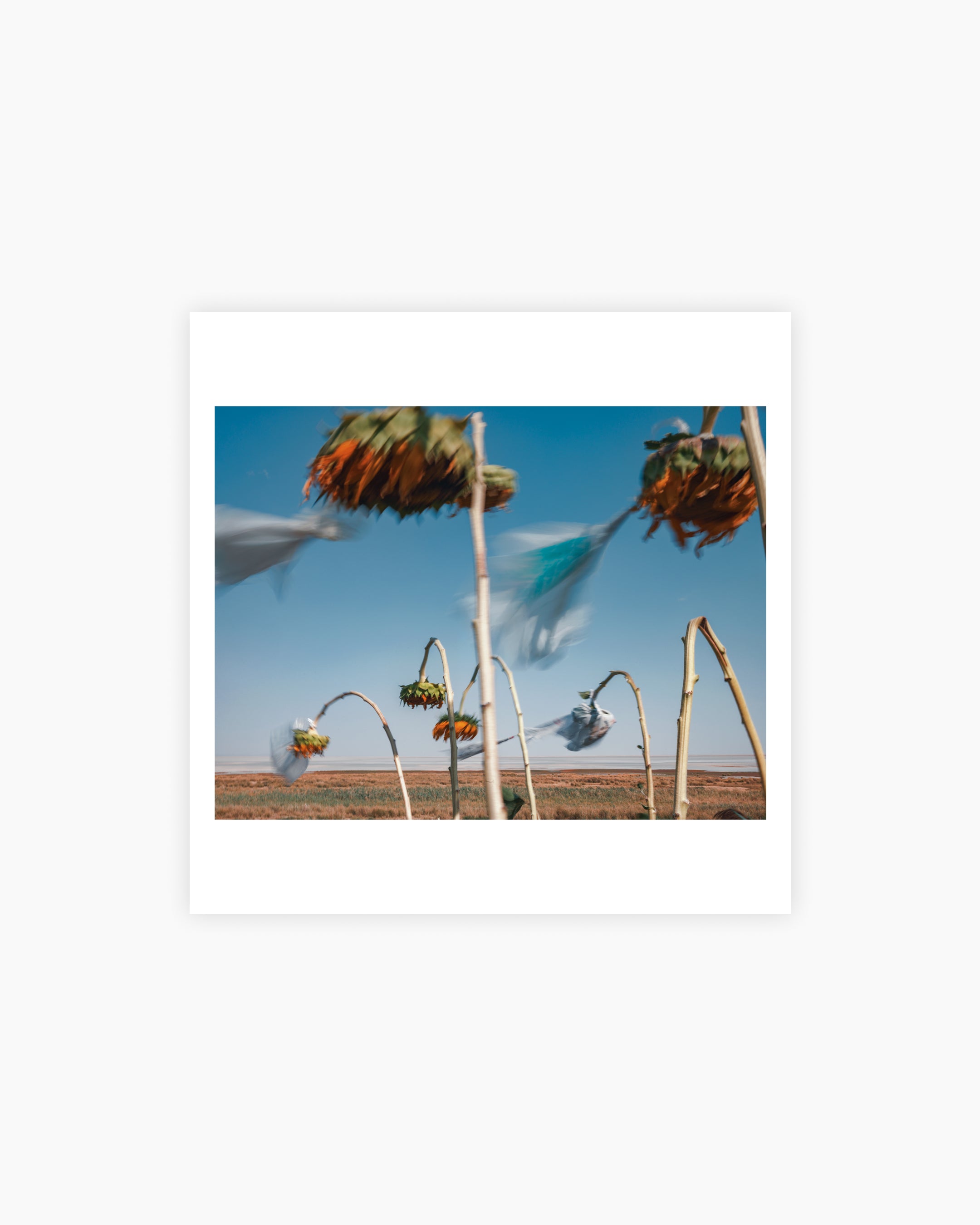 Magnum Square Print: Newsha Tavakolian