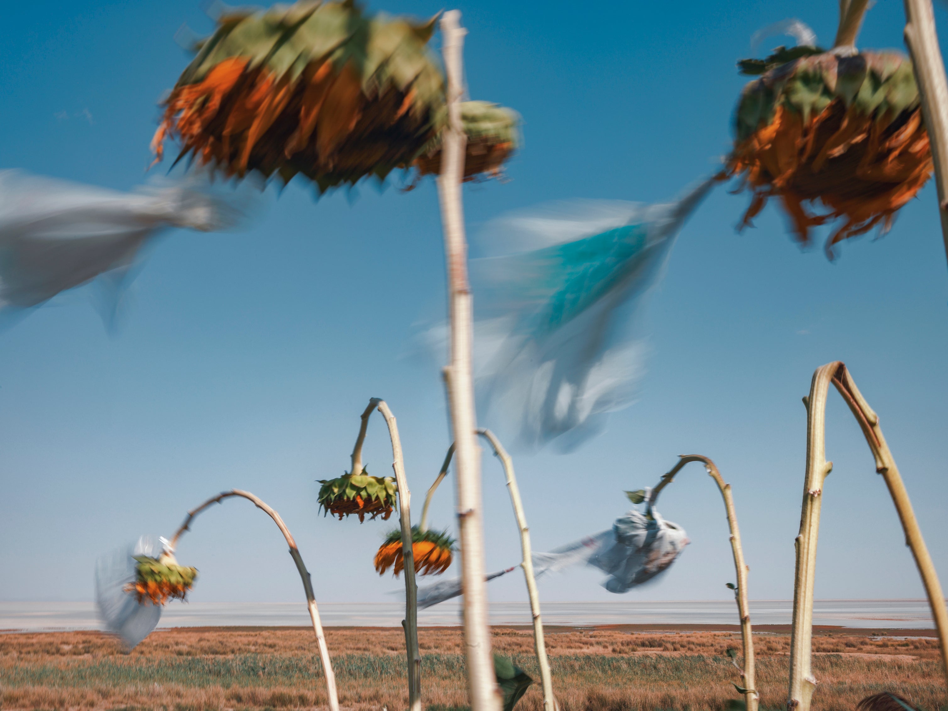 Magnum Square Print: Newsha Tavakolian