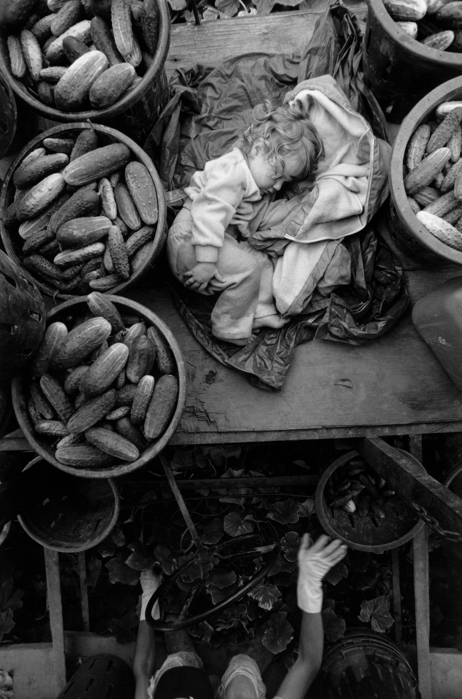 Magnum Square Print: Larry Towell