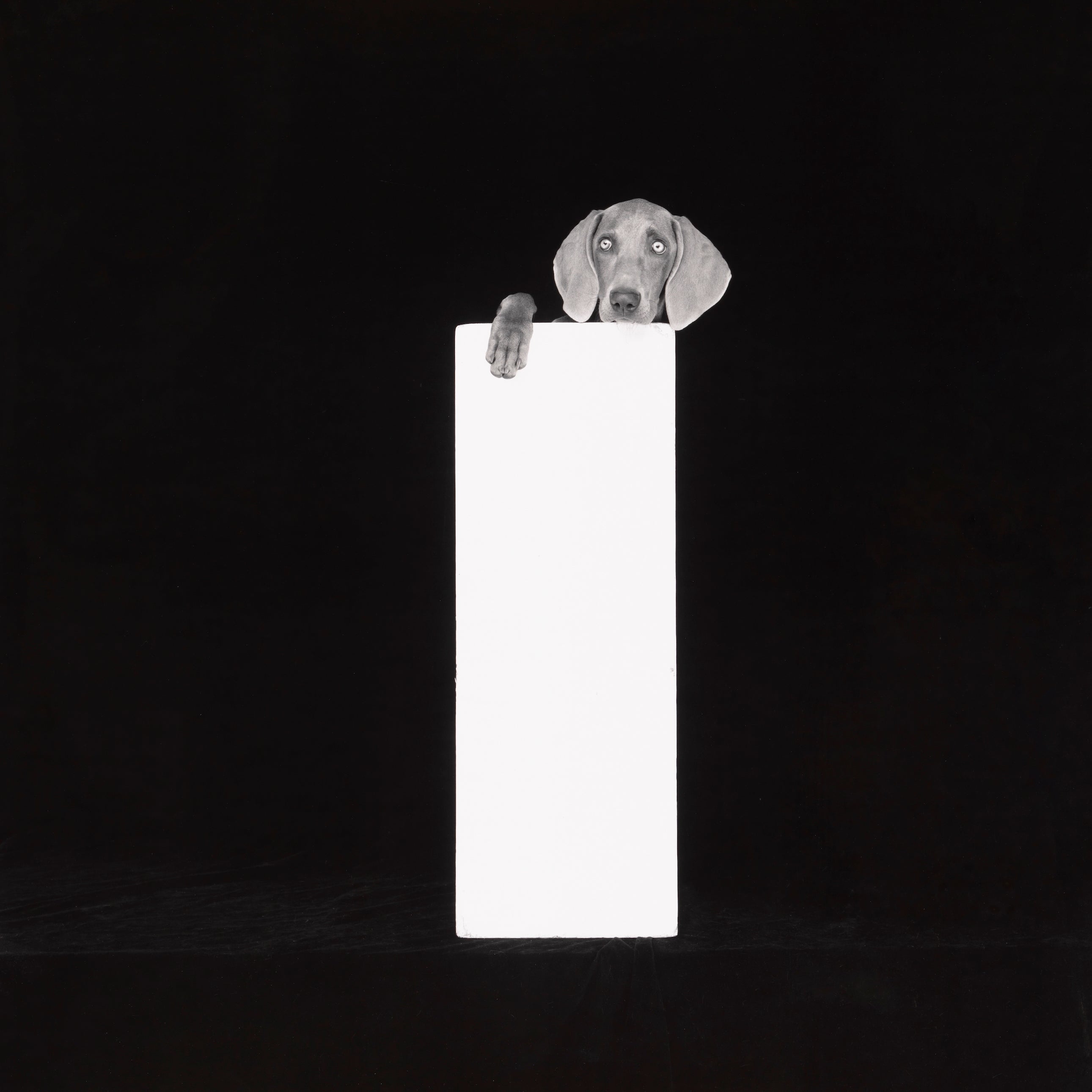 Magnum Square Print: William Wegman