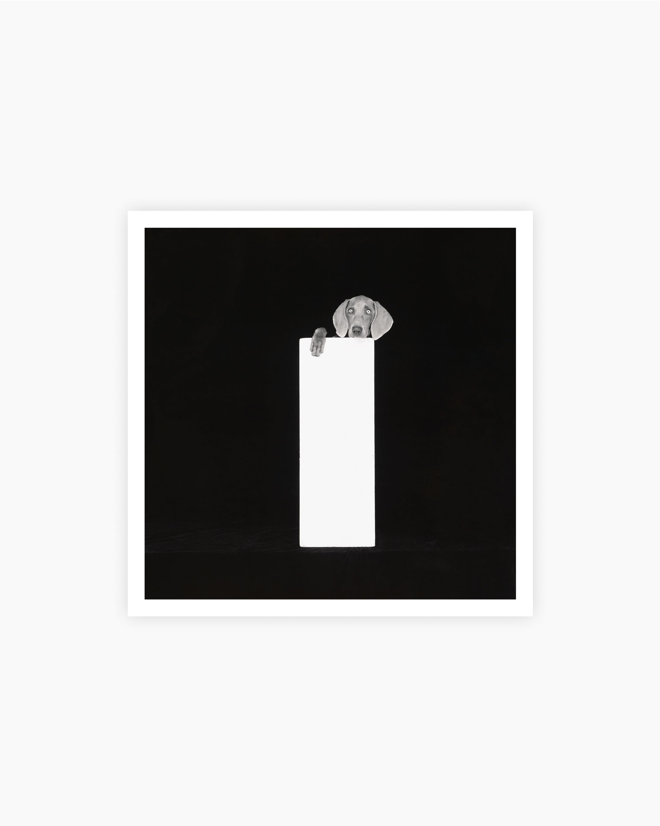 Magnum Square Print: William Wegman